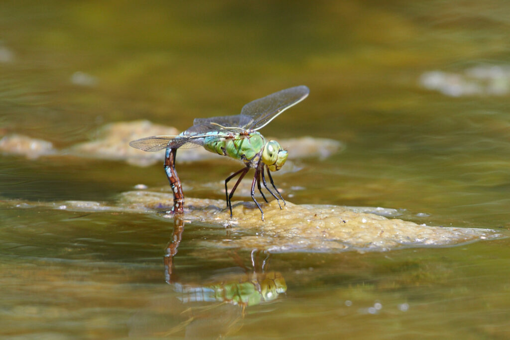 CloseUp Aufnahme einer Libelle mit Spiegelung im Wasser
